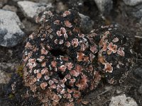 Psora decipiens 5, Saxifraga-Willem van Kruijsbergen